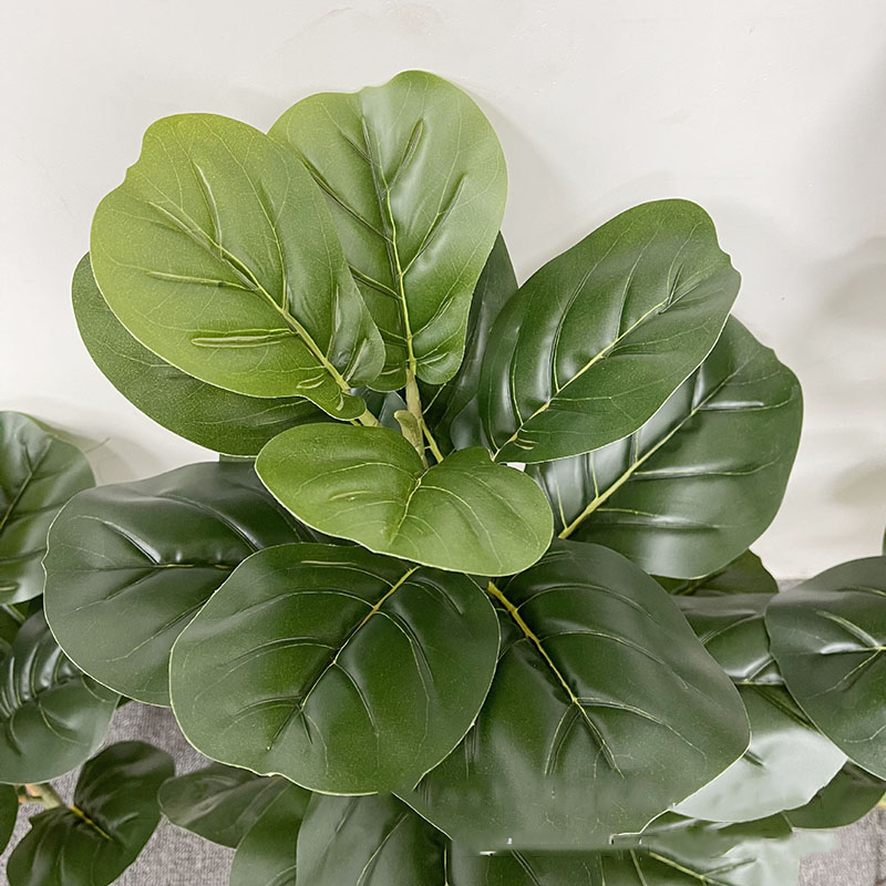 59in grande albero di Ficus pi - Home Office Layout recensione e prezzo